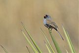 Black-chinned Sparrow